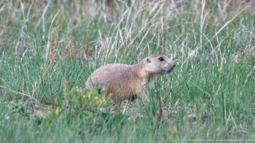 Prairie dog standing alert in green grass with yellow flowers and taller prairie vegetation behind it.