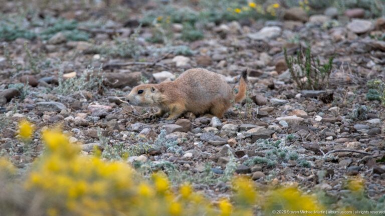 Prairie dog crossing rocky prairie ground beyond a blurred foreground of yellow flowers.
