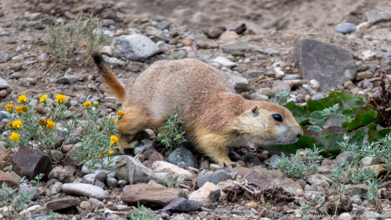 Prairie dog moving forward among rocks, yellow flowers, silvery plants, and broad green leaves.