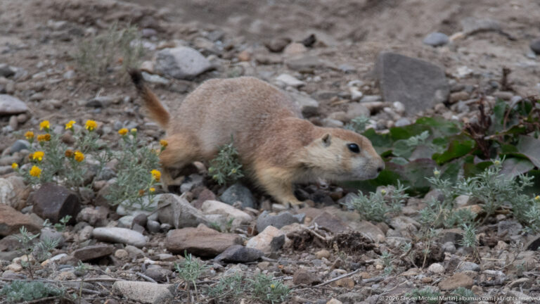 Prairie dog moving through rocks beside broad green leaves and small yellow flowers.