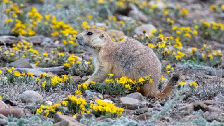 Prairie dog standing among abundant yellow wildflowers, rocks, and low gray-green prairie plants.