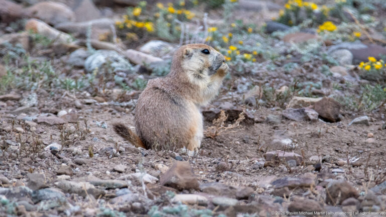 Prairie dog sitting upright in a shallow bare patch, looking upward amid rocks and yellow flowers.