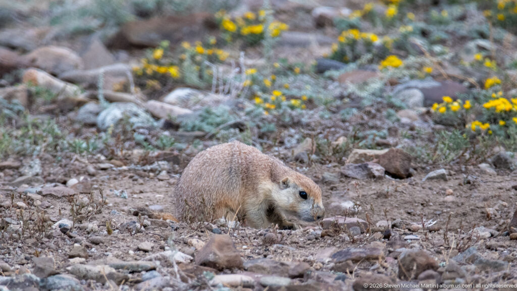 Prairie dog walking across rocky ground with yellow flowers and low gray-green plants behind.