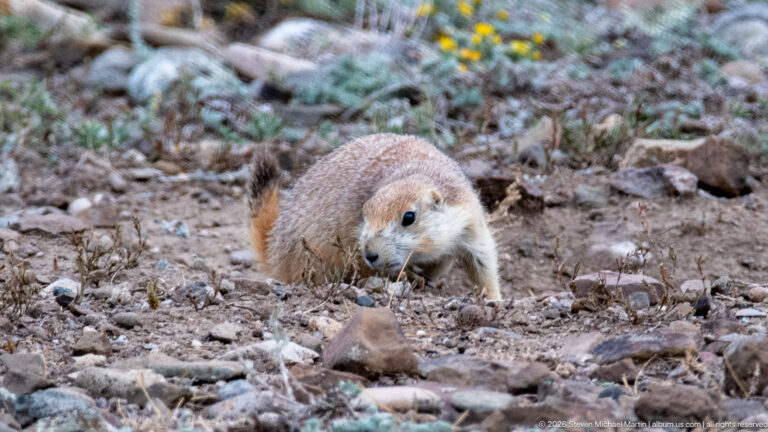Prairie dog leaning forward with nose near bare soil among scattered rocks and dry vegetation.
