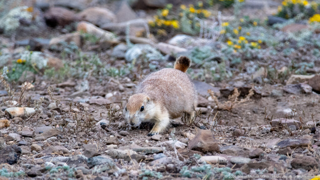 Prairie dog approaching the camera across rocky soil with its short tail raised.