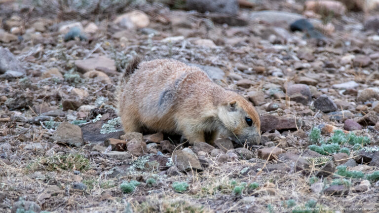 Prairie dog bending to feed on low green plants amid rocks and dry prairie stems.