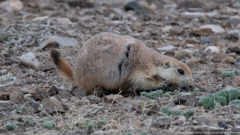 Prairie dog moving forward with nose near the ground among stones and low green plants.