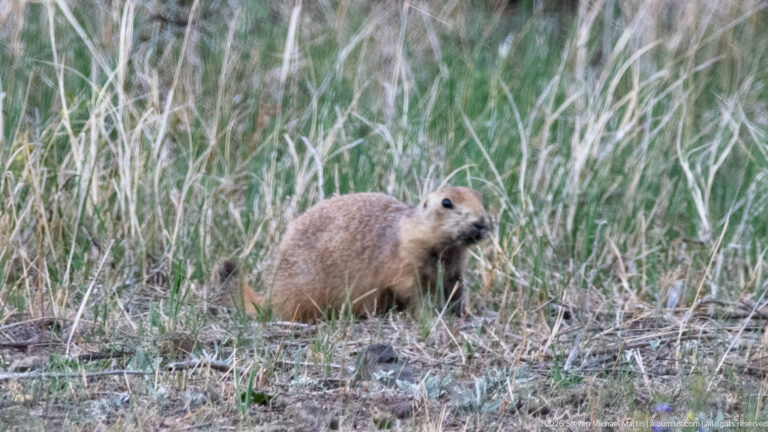 Prairie dog sitting among tall dry stems and green grass in open prairie vegetation.