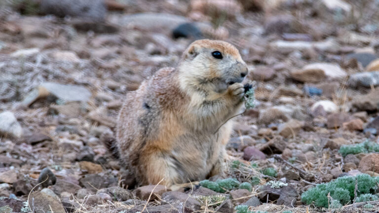 Prairie dog sitting upright and eating a cluster of green leaves held in its paws.