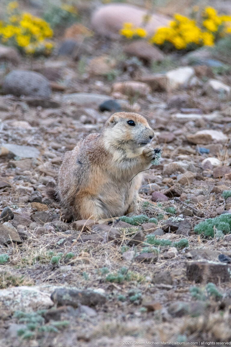 Prairie dog crouched low in profile on rocky soil with blurred yellow flowers behind.