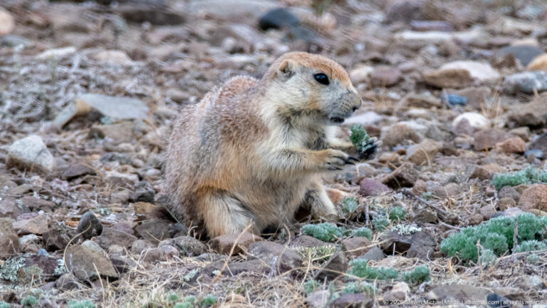 Seated prairie dog looking down at green vegetation held between its forepaws.