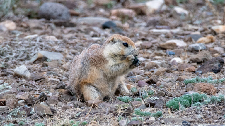 Prairie dog sitting on rocky ground and eating food held in both forepaws.