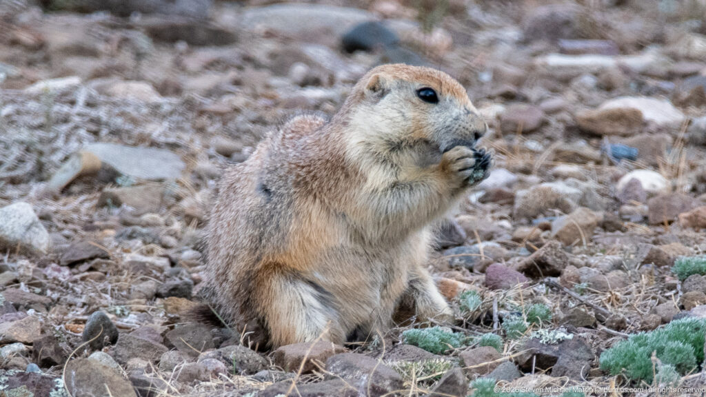 Upright prairie dog holding food in its forepaws on stony ground with sparse vegetation.
