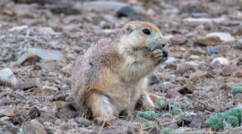 Upright prairie dog holding food in its forepaws on stony ground with sparse vegetation.