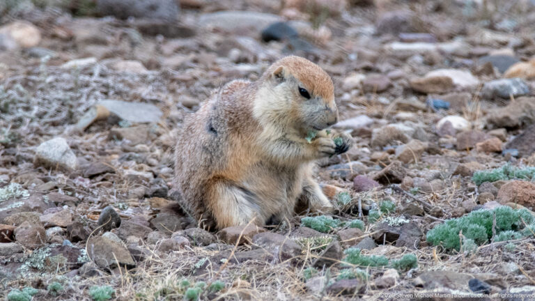 Seated prairie dog holding a small piece of vegetation between its forepaws on rocky ground.