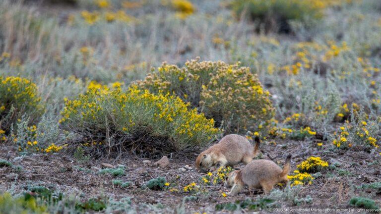 Two prairie dogs foraging in a broad patch of rocky prairie with yellow flowers and gray-green vegetation.