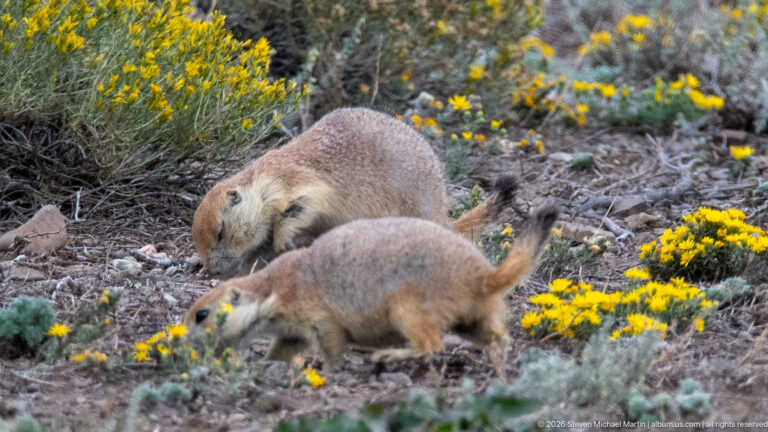 Two prairie dogs foraging close together among rocks, low plants, and yellow wildflowers.