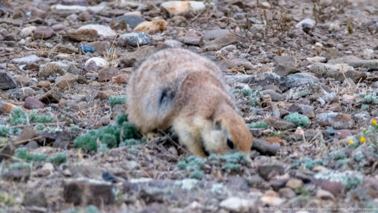 Prairie dog viewed from behind with its head lowered to rocky ground among sparse green plants.