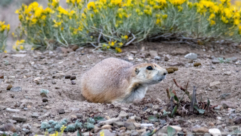Prairie dog sitting alert on rocky soil beneath yellow-flowering prairie plants.