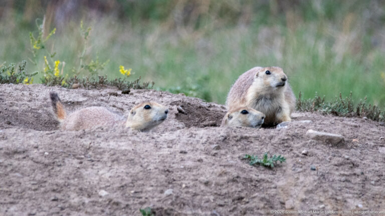 Three prairie dogs occupy different positions across a broad bare-soil burrow mound surrounded by grassland.