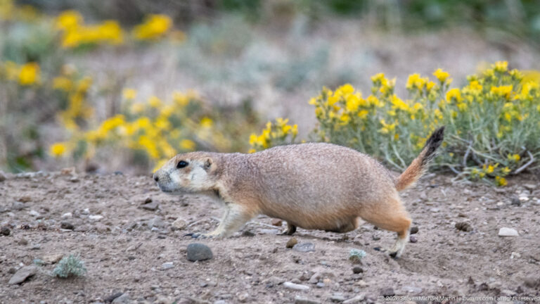 Prairie dog running across bare rocky ground with yellow flowers blurred behind it.