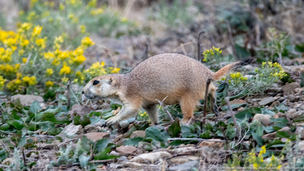 Prairie dog walking across rocky soil beside yellow wildflowers and low gray-green plants.