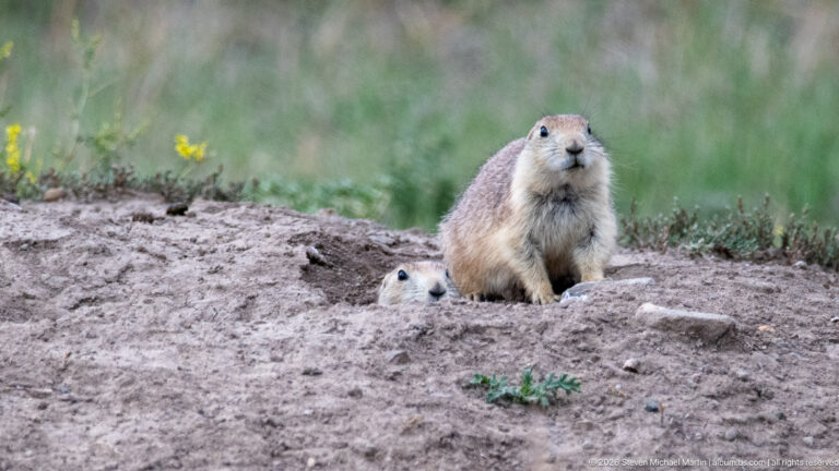 One prairie dog stands upright on an earthen mound while another peers from a lower burrow opening.