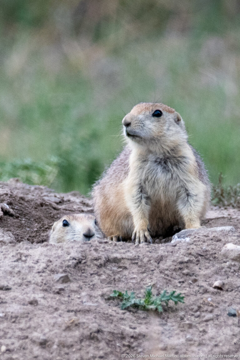 Prairie dog resting on a bare-soil burrow mound, with a second animal partly visible behind it.