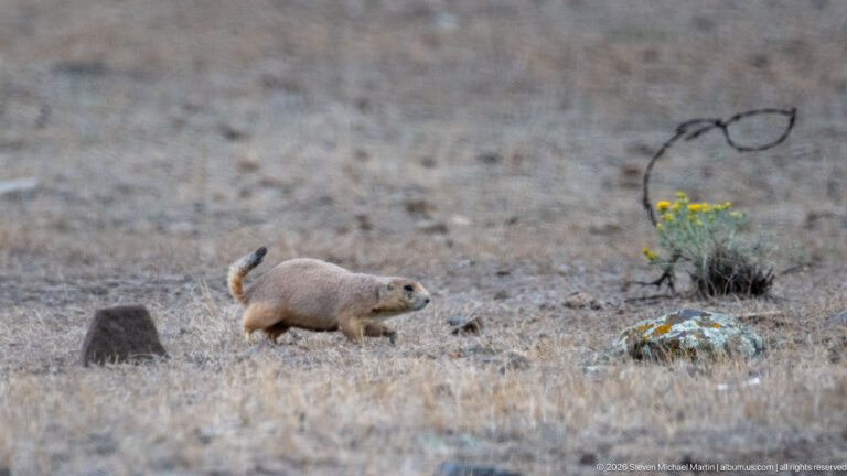 Prairie dog moving across open dry grassland with scattered rocks, sparse plants, and a distant yellow flower stalk.