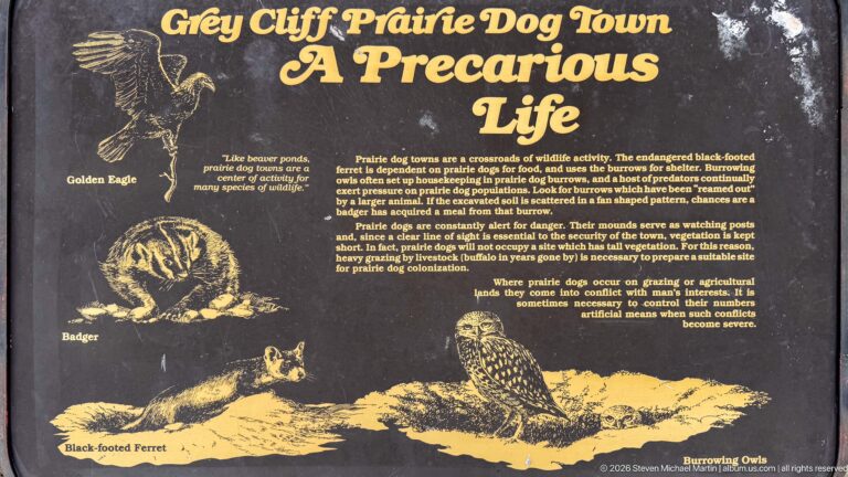 Dark interpretive panel titled A Precarious Life with yellow drawings of prairie dogs and several predators.