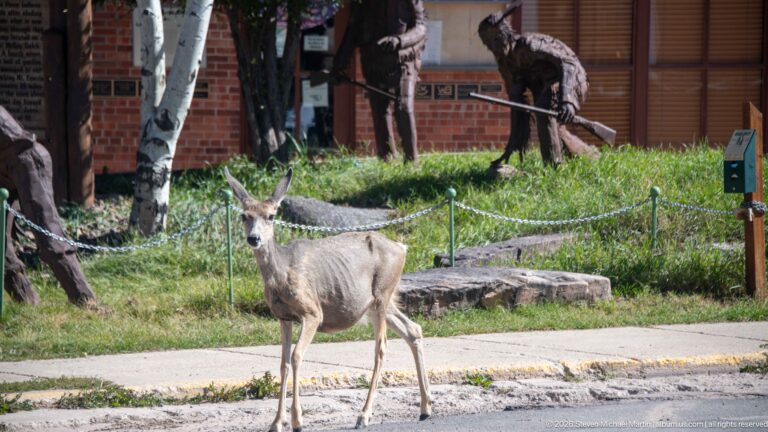 Mule deer standing beside a sidewalk in Philipsburg with rustic metal human figures, grass, trees, and brick building behind.