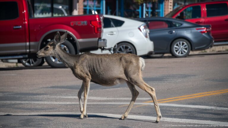 Mule deer walking across a paved downtown street between parked pickup trucks and cars.