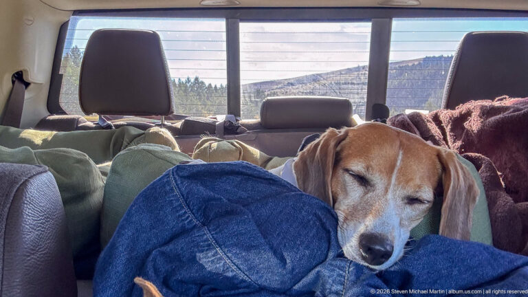 Sleepy beagle resting on blankets in the back seat of a vehicle with a sunlit Montana hillside beyond the window.
