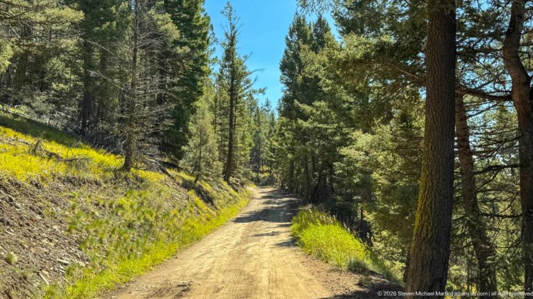 Narrow unpaved road curving through tall conifers on a sunny mountain slope near Garnet Ghost Town.