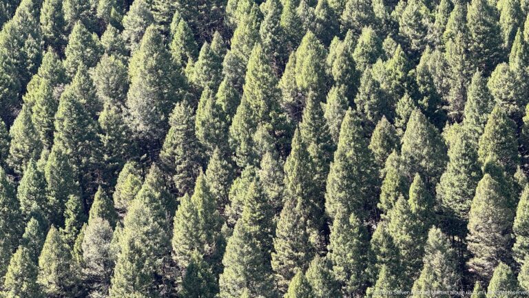Dense green conifer forest covering a steep sunlit mountainside near Garnet Ghost Town.