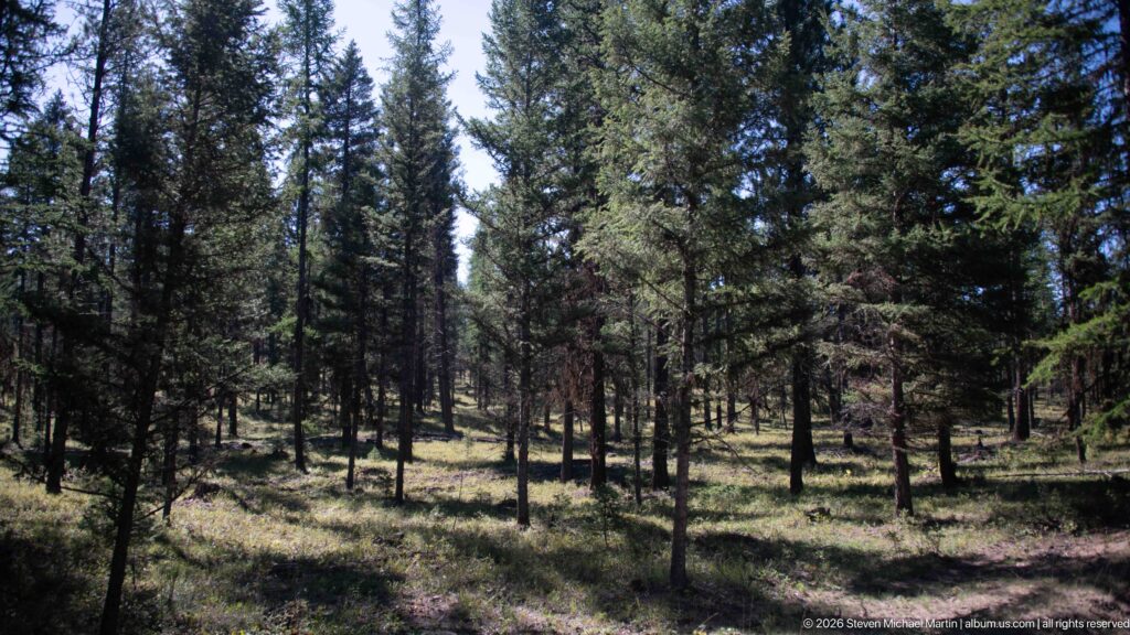 Open conifer forest with tall straight trunks, grassy groundcover, and patches of sunlight near Garnet Ghost Town.