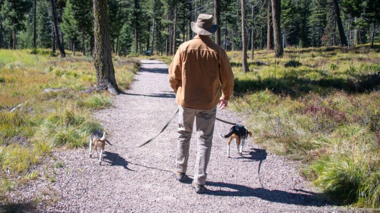 Visitor in a brimmed hat walking two beagles along a sunlit gravel path through open conifer forest.