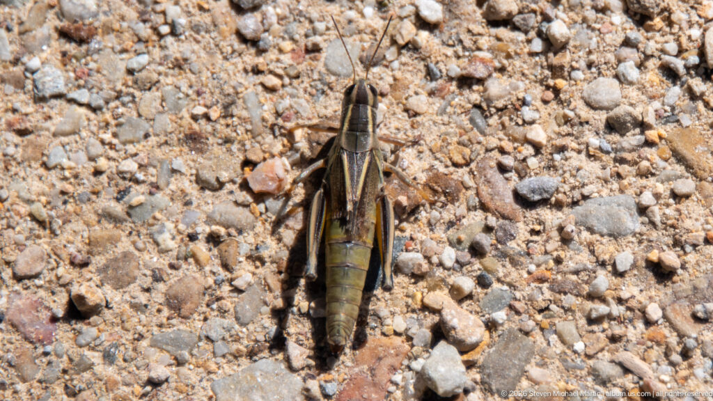 Top view of a mottled olive-brown grasshopper camouflaged among tan and gray gravel stones.