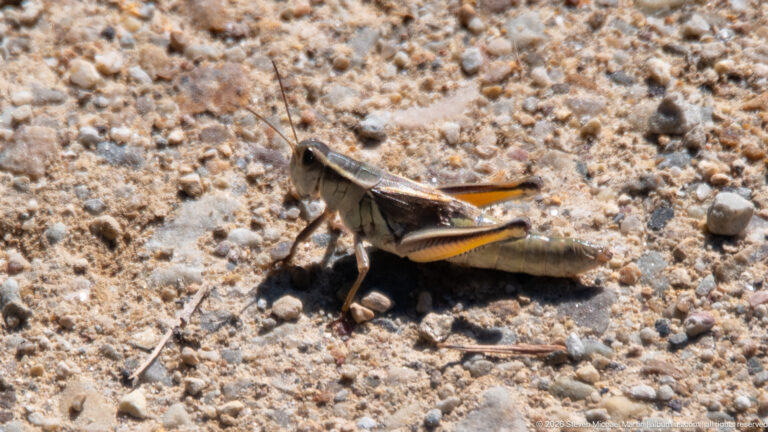 Large mottled brown and olive grasshopper in profile on coarse sandy gravel, with long antennae and folded hind legs.